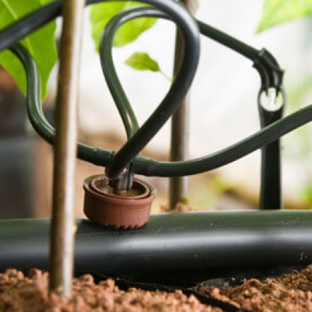 Tưới nhỏ giọt